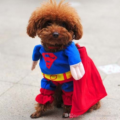 Kedi Köpek Süperman Kostüm Kıyafet