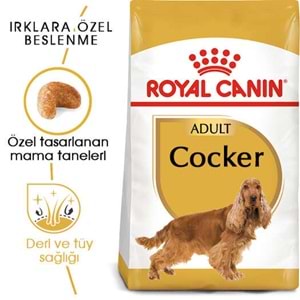 Royal Canin Cocker Spaniel 25 Yetişkin Köpek Maması 3Kg