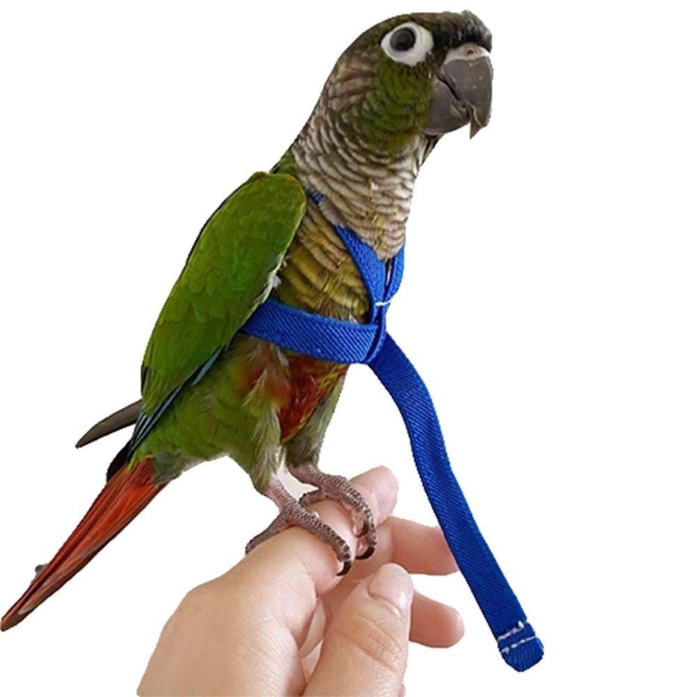 Pet Pretty Papağan Tasması 2,5mt
